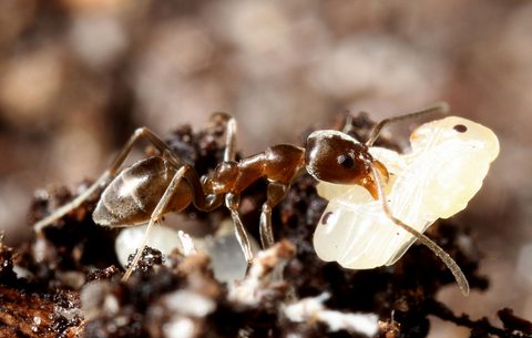 invasive ant eradications