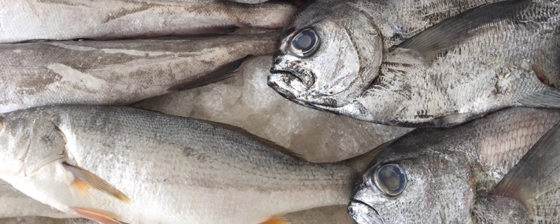 An ACS paper in the journal Marine Policy takes a first step towards rigorously exploring the potential incentives for seafood mislabeling.
