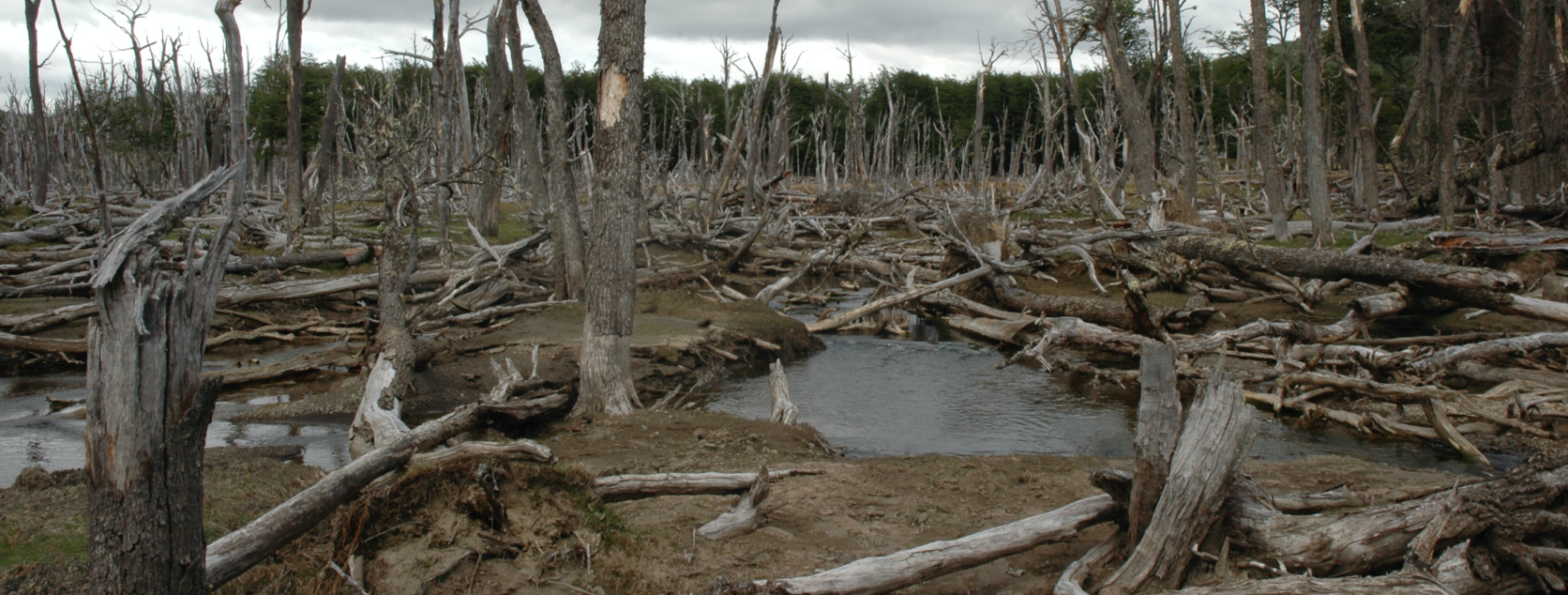 Invasive Beaver Tierra del Fuego