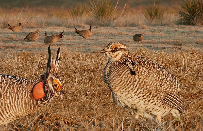 Lesser Prairie Chicken From The Crossley ID Guide Eastern Birds
